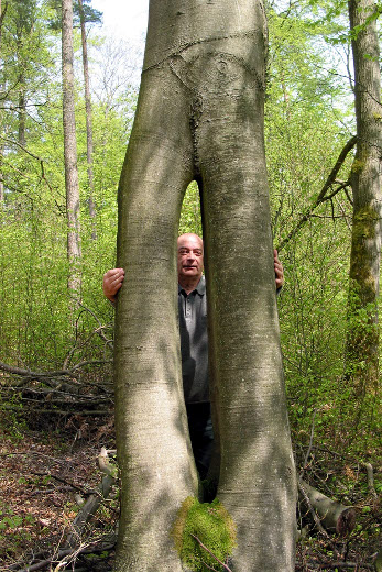 Nadelöhr Zwei Buchen am „Ottersberg“ sind in Stammhöhe zusammengewachsen und formten dieses Nadelöhr.