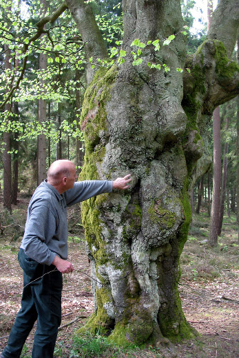 Willy Becker bei der Ernsthäuser Saubuche Willy Becker neben der Saubuche.