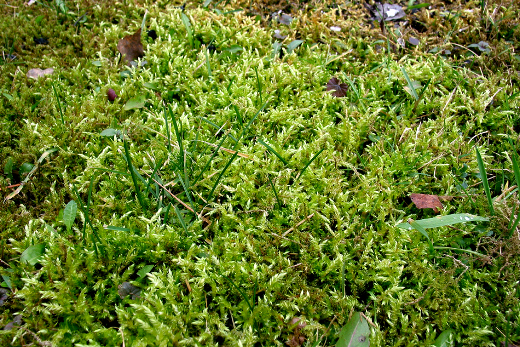 Moos im Gras