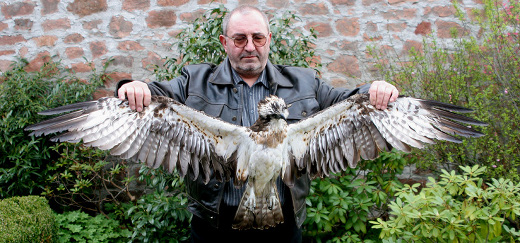 Gerhard Berghöfer hält den toten Adler mit ausgebreiteten Schwingen zwischen seinen Armen