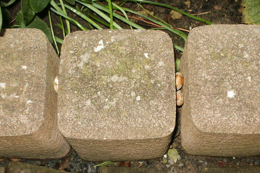 Haselnüsse eingeklemmt in Rasenrandsteinen Haselnüsse eingeklemmt in Rasenrandsteinen