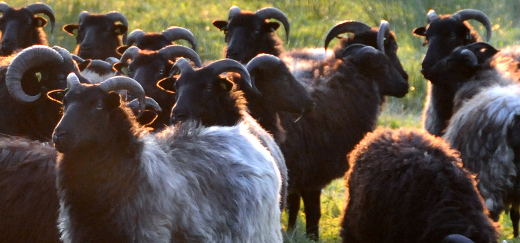 Heidschnucken mit weißem und braunem Fell, alle tragen nach hinten gebogene Hörner