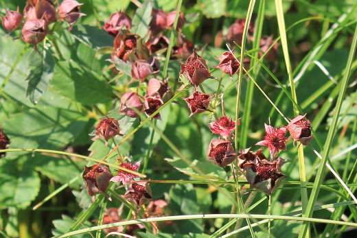 20110709_marion_urlaub_wuestensachsen_282_c_520x347 20110709_marion_urlaub_wuestensachsen_282_c_520x347