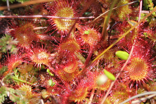 20120711_rhoen_010_c_520x347 20120711_rhoen_010_c_520x347