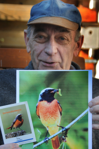 Farbenfrohes Federkleid: Gartenrotschwanz Wiily Becker mit Plakat des Gartenrotschwanzes