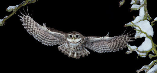 Steinkauz fliegt mit ausgebreiteten Schwingen durch schneebedeckte Obstbäume, im Hintergrund dunkle Nacht.