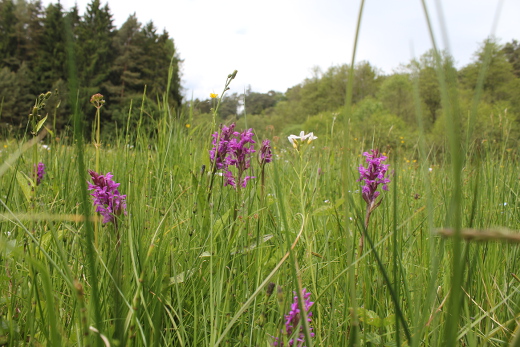 20150531_nabu_radwanderung_087_520x347 20150531_nabu_radwanderung_087_520x347