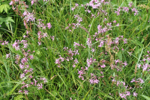 Rosarote Blüten der Kuckuckslichtnelke zwischen grünem Gras und Sauerampfer