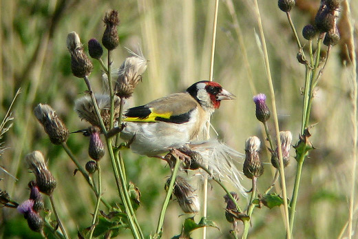 Carduelis_carduelis1_520x347