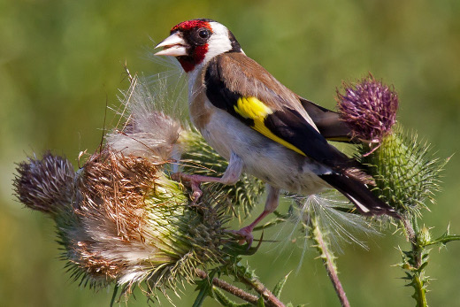 European_Goldfinch_on_Spear_Thistle_520x347