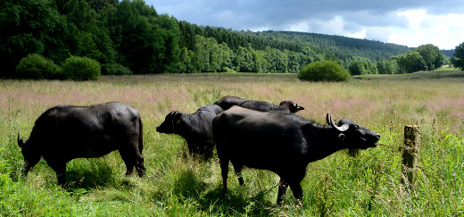 Wasserbüffel im Wetschafttal im Burgwald