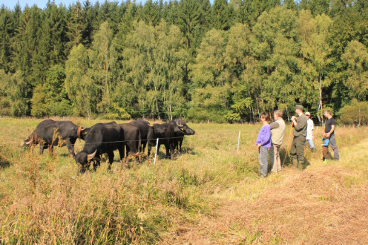 20160924_nabu_feuchtwiesen_088_520x347 20160924_nabu_feuchtwiesen_088_520x347