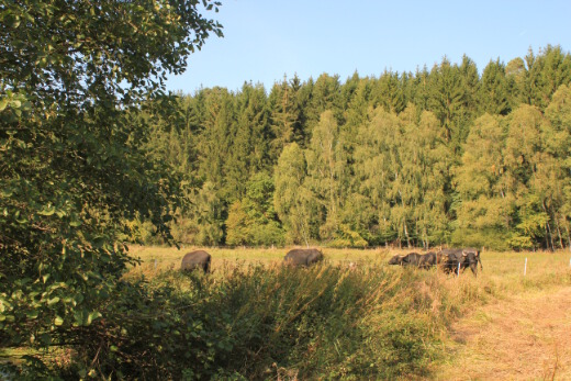20160924_nabu_feuchtwiesen_125_520x347 20160924_nabu_feuchtwiesen_125_520x347