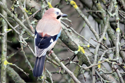 20160116_natur_voegel_029_520x347