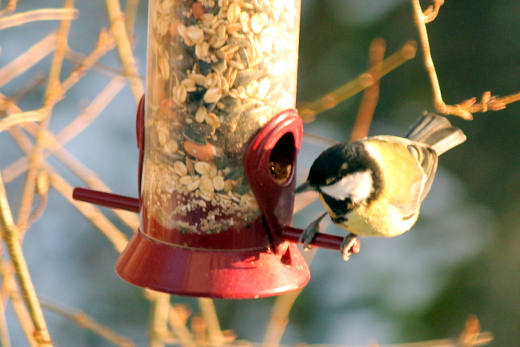 20160116_natur_voegel_045_520x347