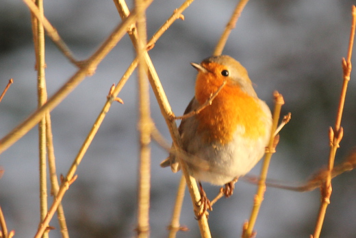 20160116_natur_voegel_055_520x347