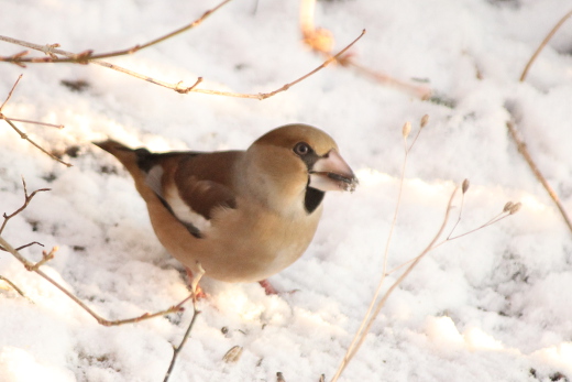 20160116_natur_voegel_060_520x347