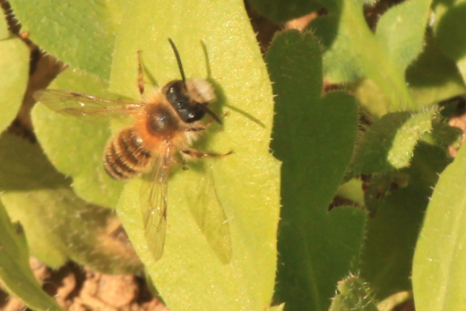20170327_natur_garten_075_520x347 20170327_natur_garten_075_520x347