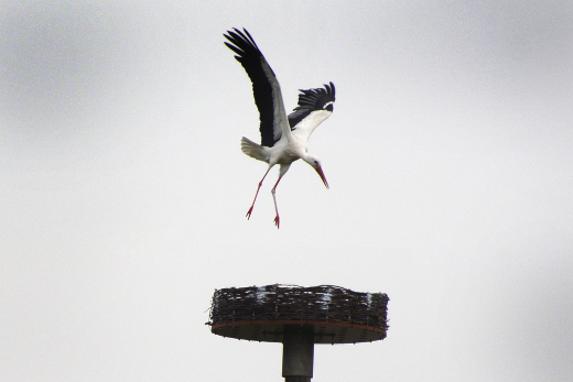 Weißstorch schwebt über dem Nest