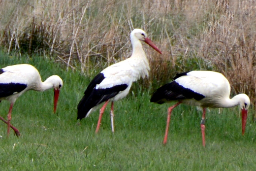 Drei Weißstörche auf Nahrungssuche in einer Wiese