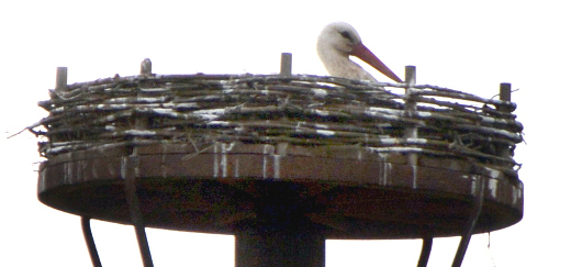 Brütender Storch auf dem Horst in Münchhausen