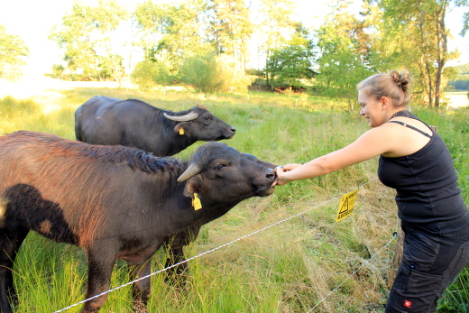 Christina Kahler mit Wasserbüffel Zwei der Tiere schnüffeln an Christina Kahlers ausgestreckter Hand
