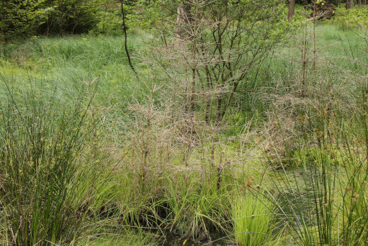 20180624_nabu_burgwaldmoore_022_520x347
