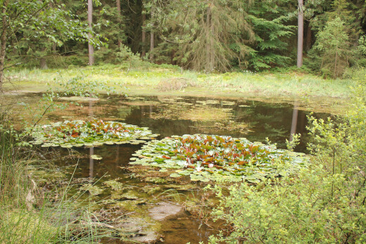 20180624_nabu_burgwaldmoore_072_520x347