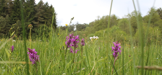 Breitblättriges Knabenkraut im Naturschutzgebiet Nemphetal